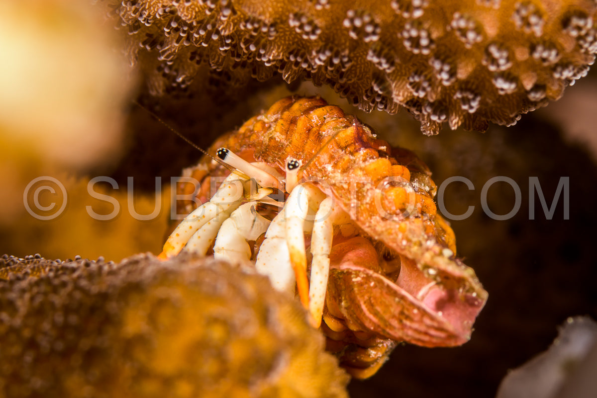 small white hermit crab