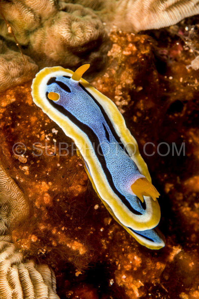 Photo de doris nudibranche limace de mer