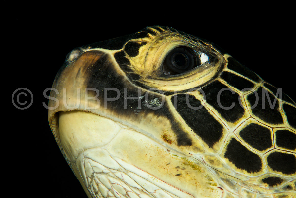 green sea turtle head