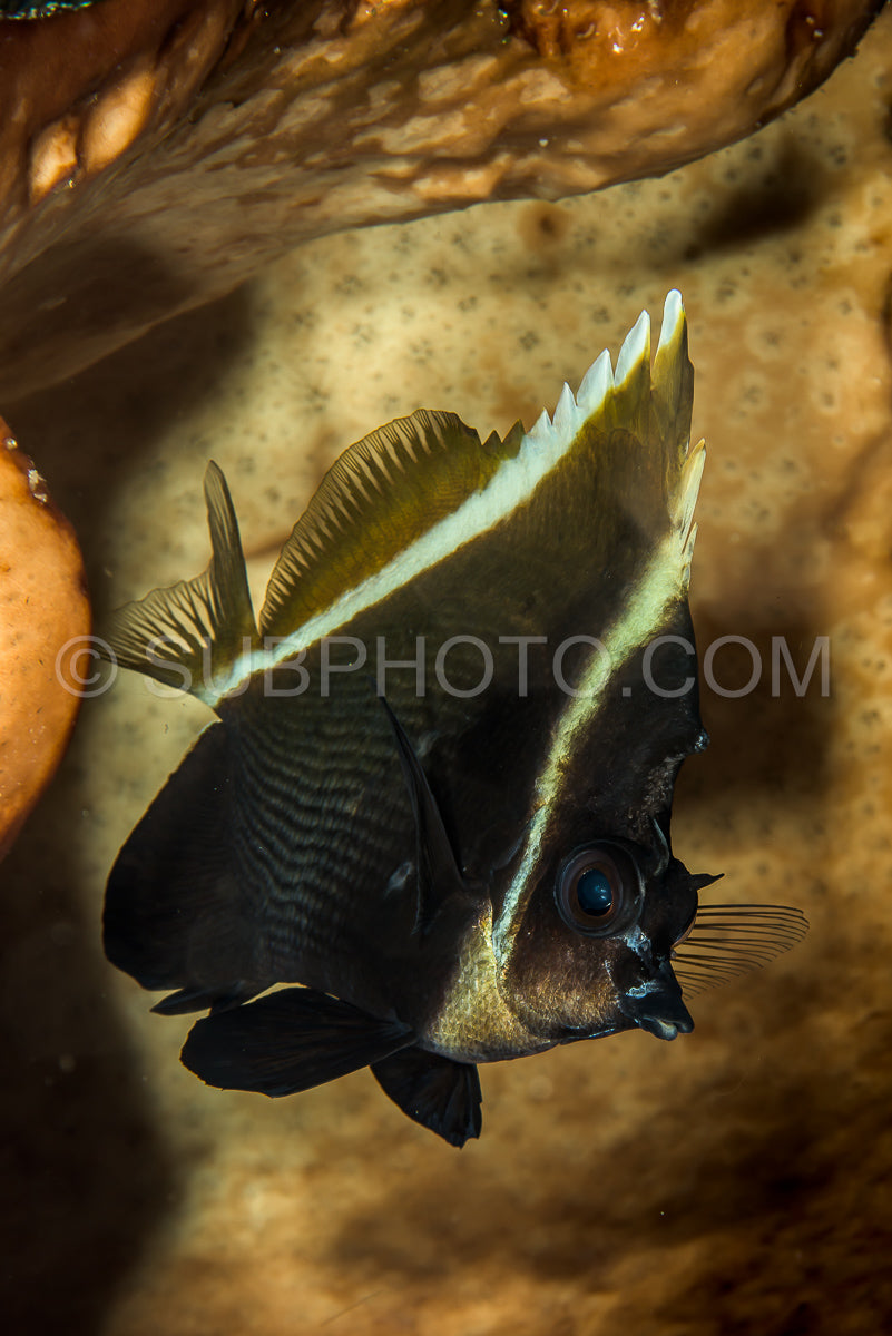 Photo de poisson-bannière fantôme
