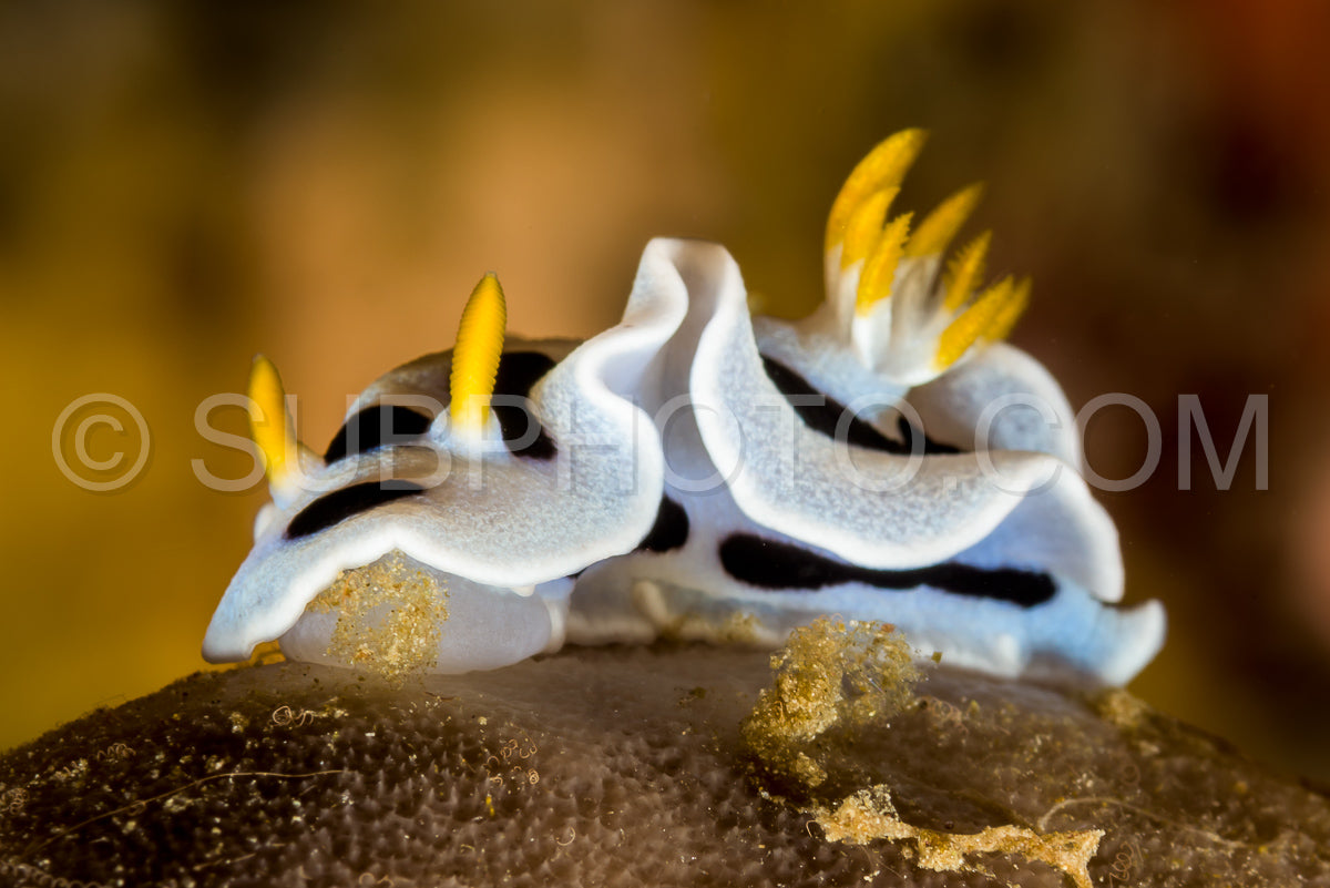 doris nudibranch sea slug
