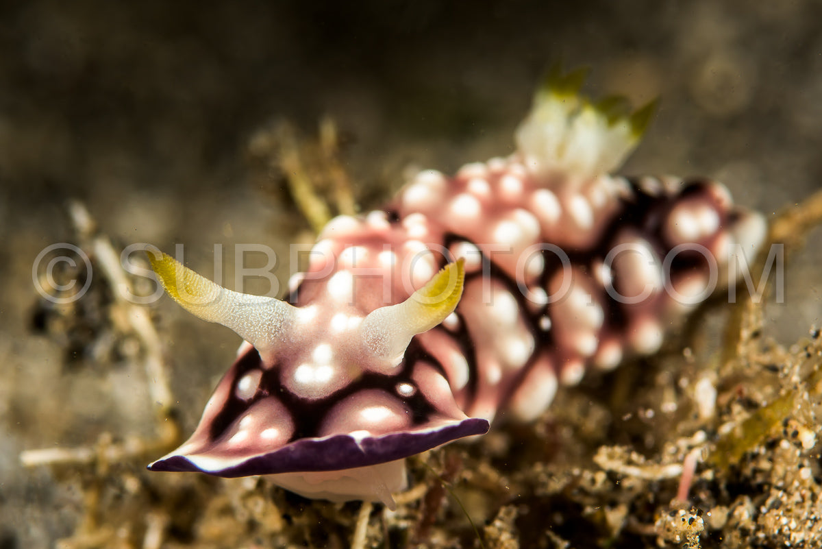 doris nudibranch sea slug