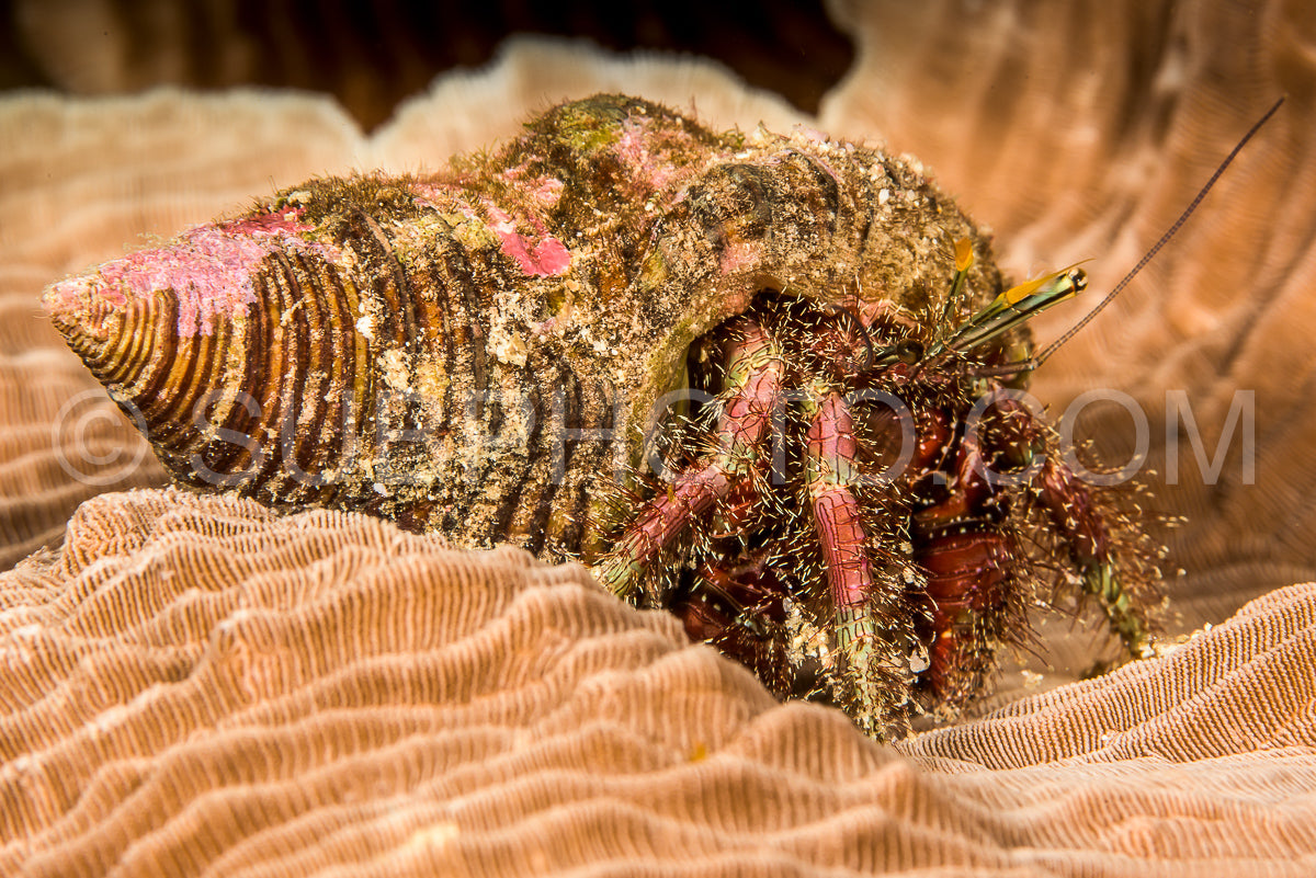 Photo de bernard-l'hermite à filet poilu