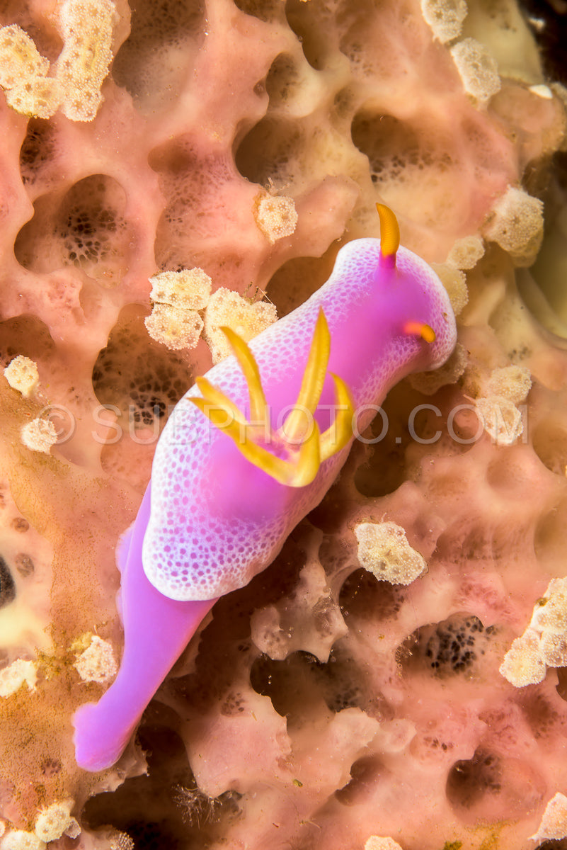 Photo de doris nudibranche limace de mer