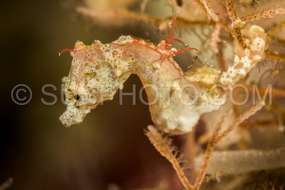 Photo de Hippocampe pygmée à Lembeh