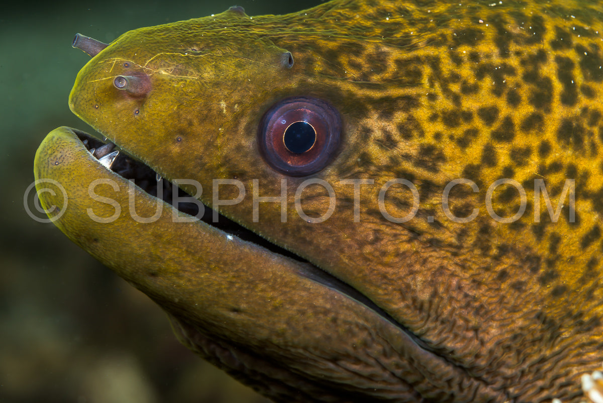 Photo de tête de murène géante