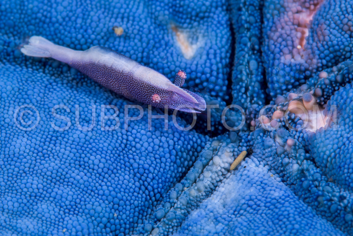 blue sea star shrimp
