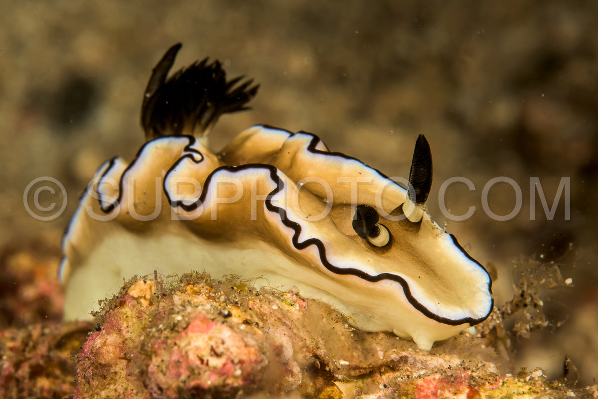 Photo de doris nudibranche limace de mer