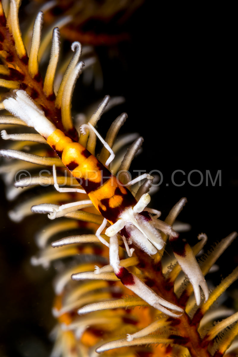 orange crinoid shrimp