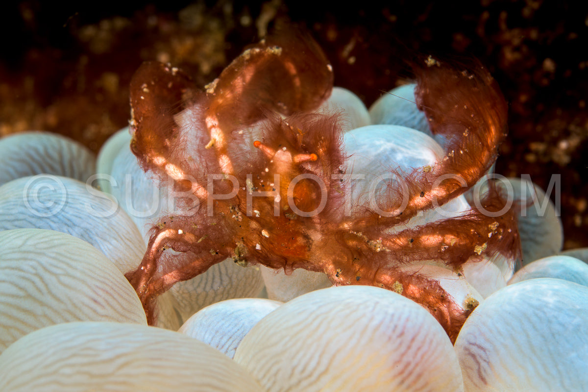 Photo de crabe orang-outan dans une anémone