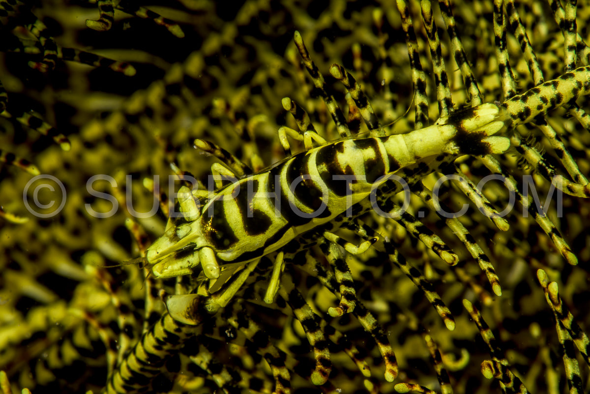 yellow crinoid shrimp