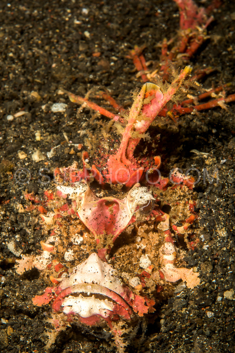 Photo de poisson diable épineux