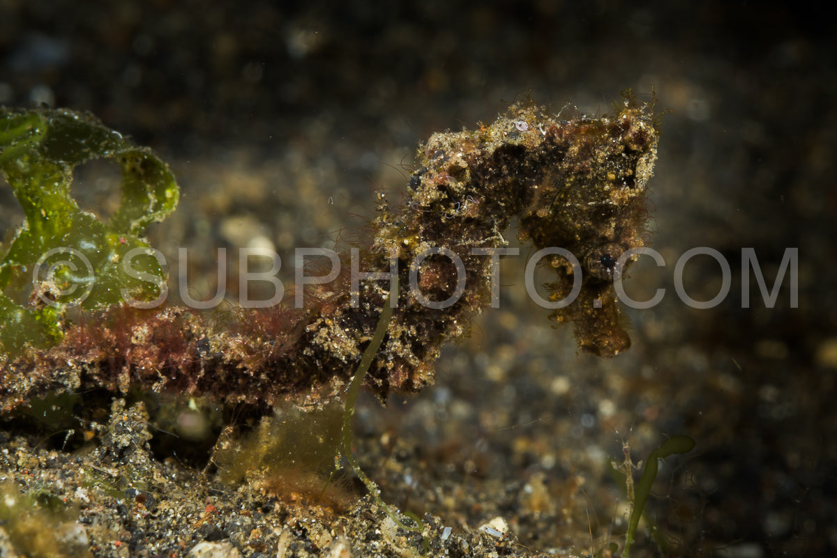 unidentified dark hairy seahorse
