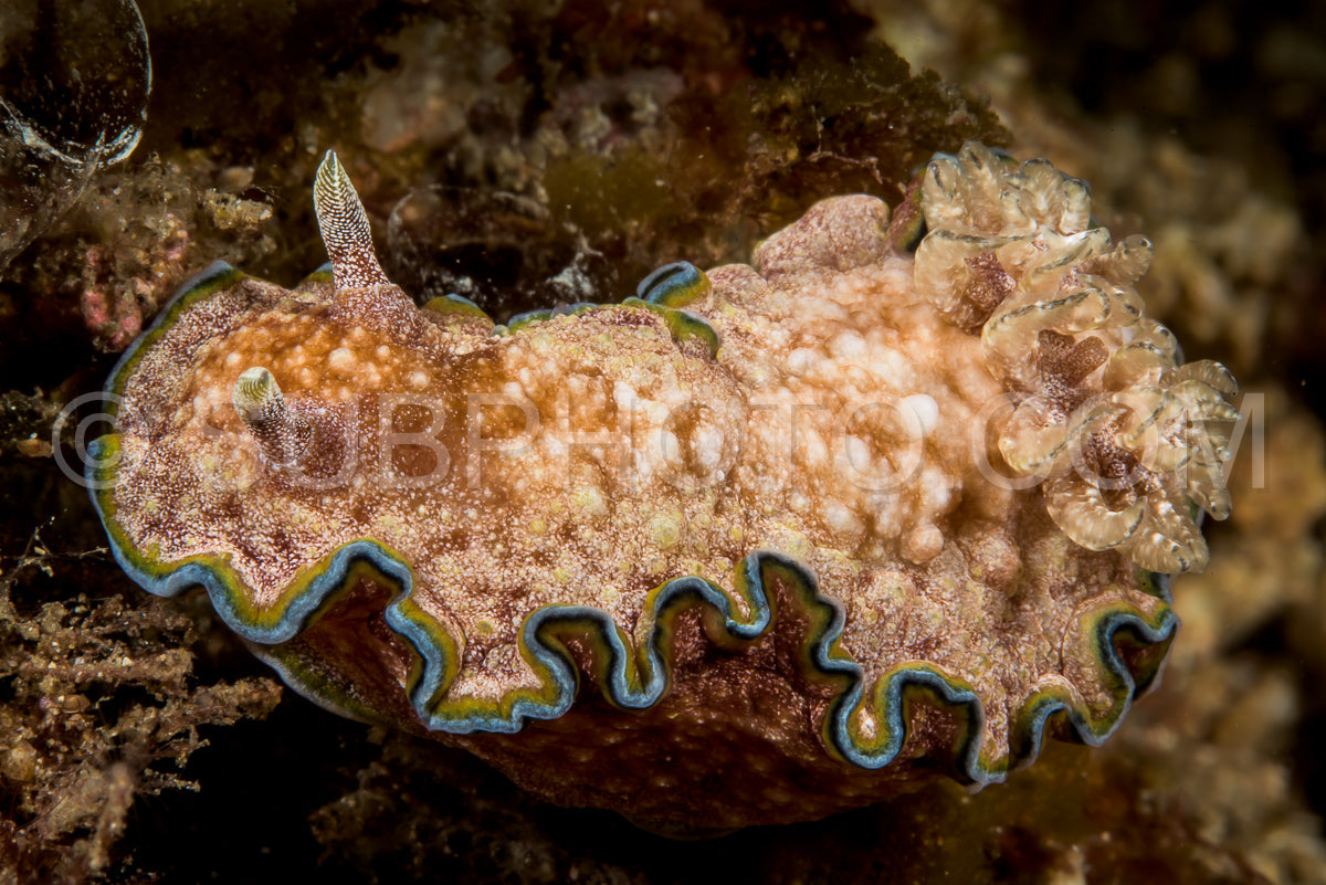 Photo de doris limace de mer nudibranche
