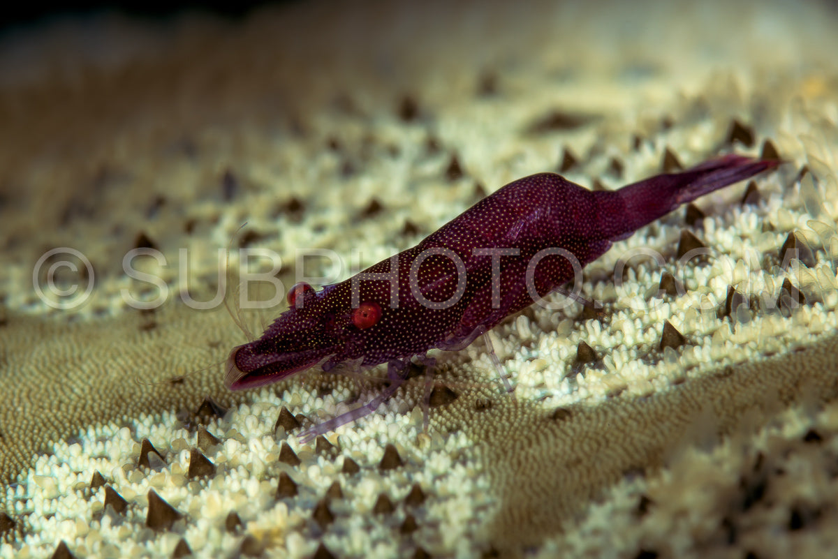 red sea star shrimp