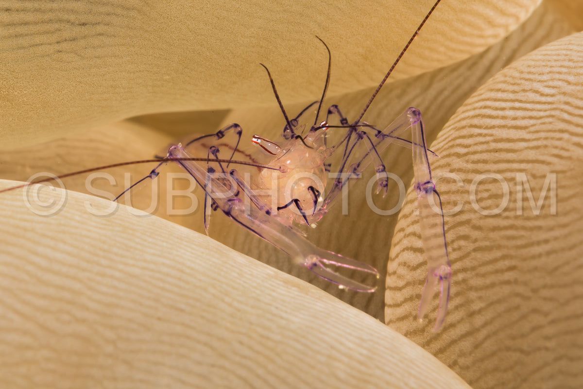 Photo de crevette corail à bulles