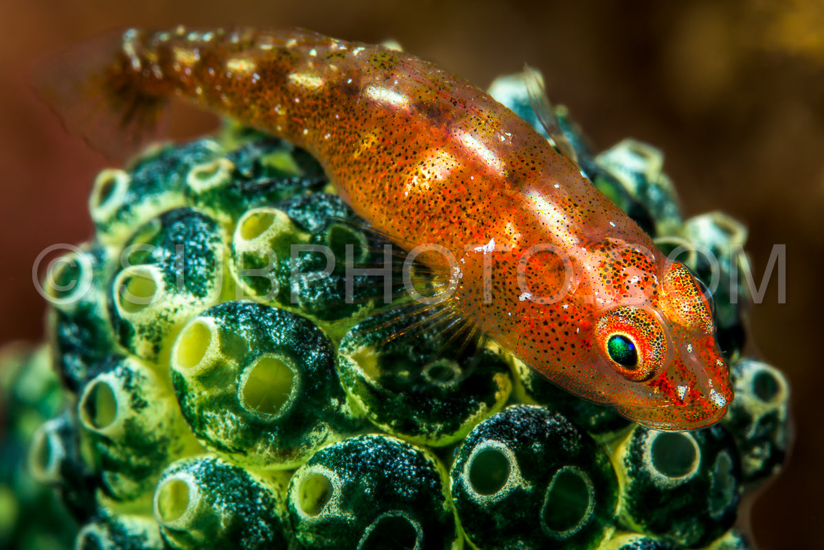 Photo de poisson rouge à grande bouche poisson triple