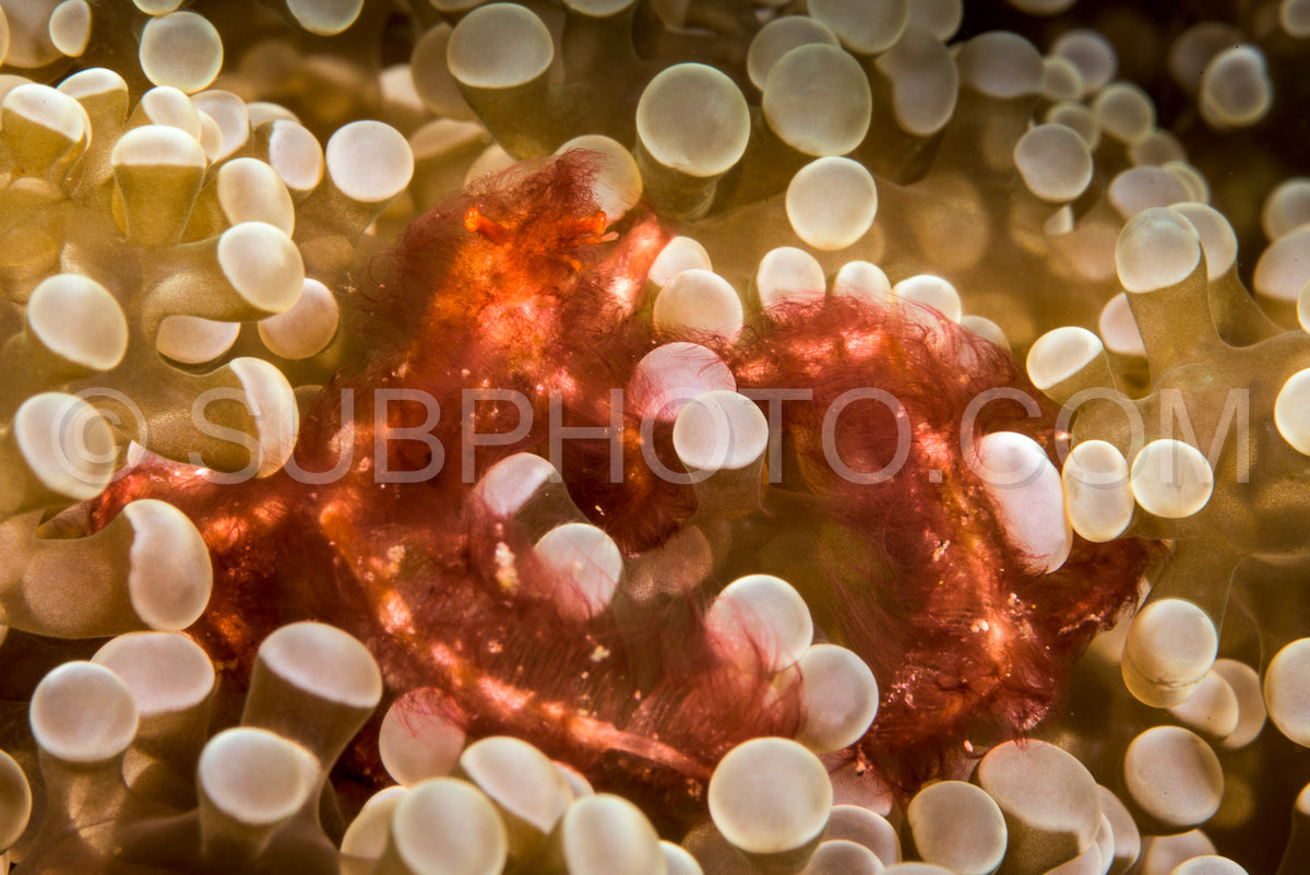 Photo de crabe orang-outan dans une anémone