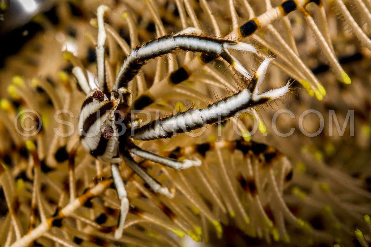 Photo de crinoïde élégant langouste