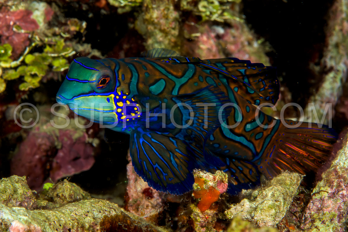 Photo de beau poisson mandarin