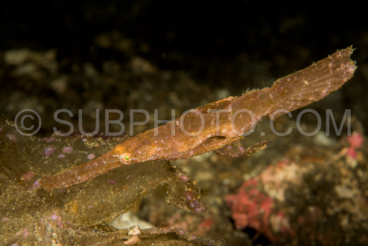 Photo de poisson fantôme robuste