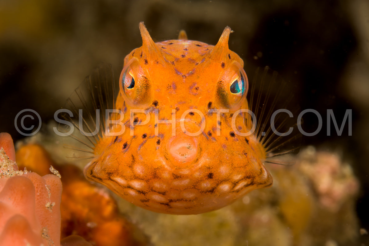 juvenile thornback cowfish fish