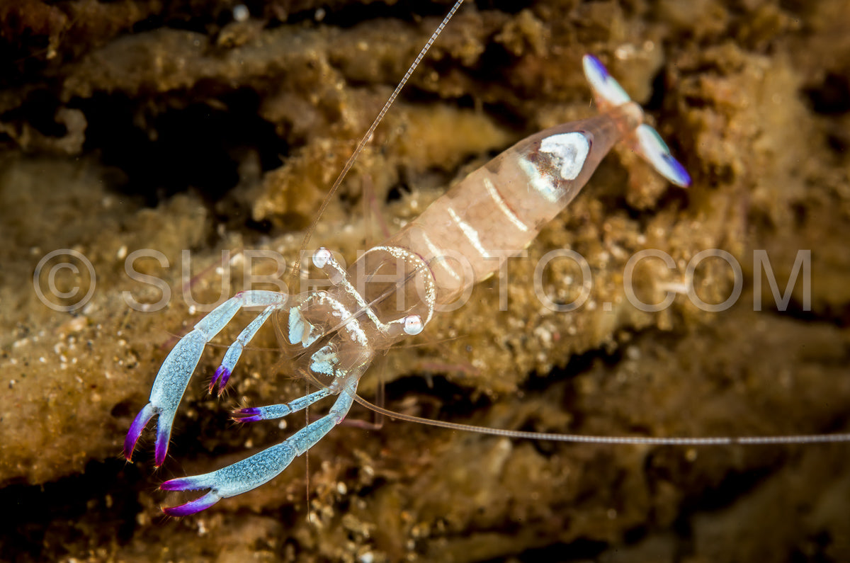 Photo de crevette anémone holthuis