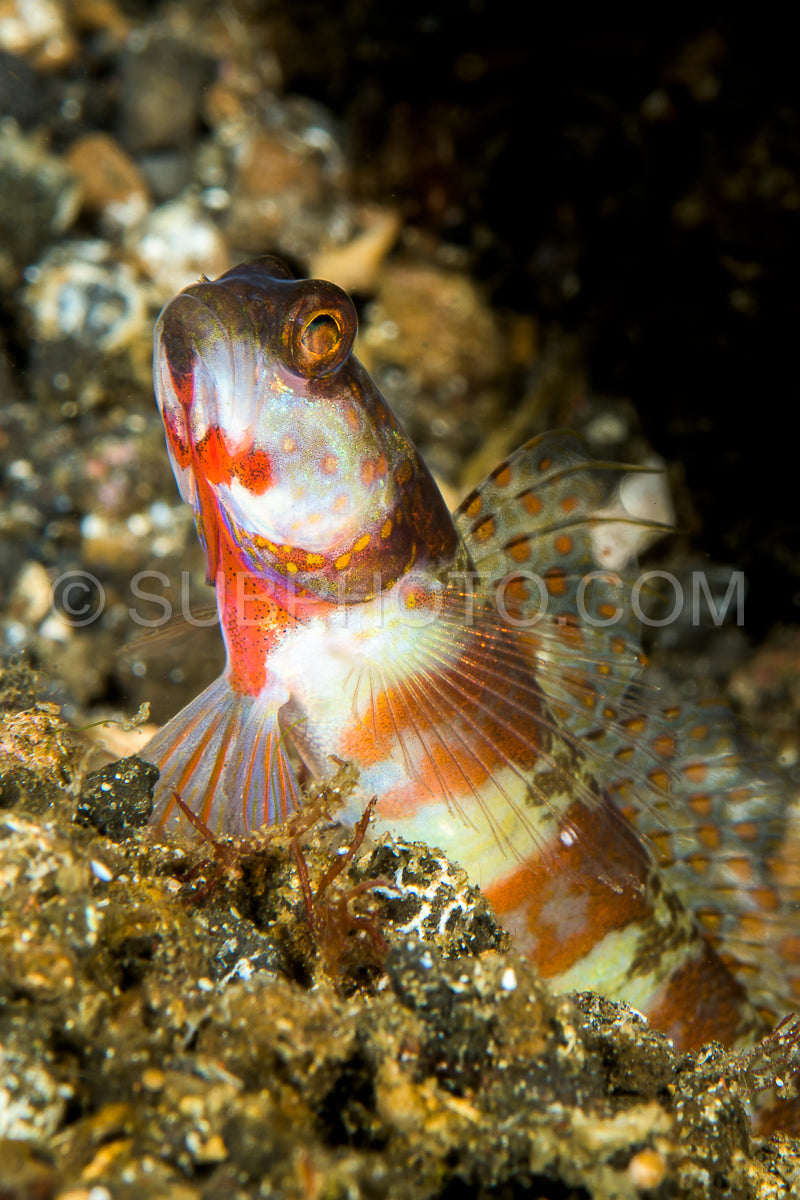 Photo de crevette à large bandegobie