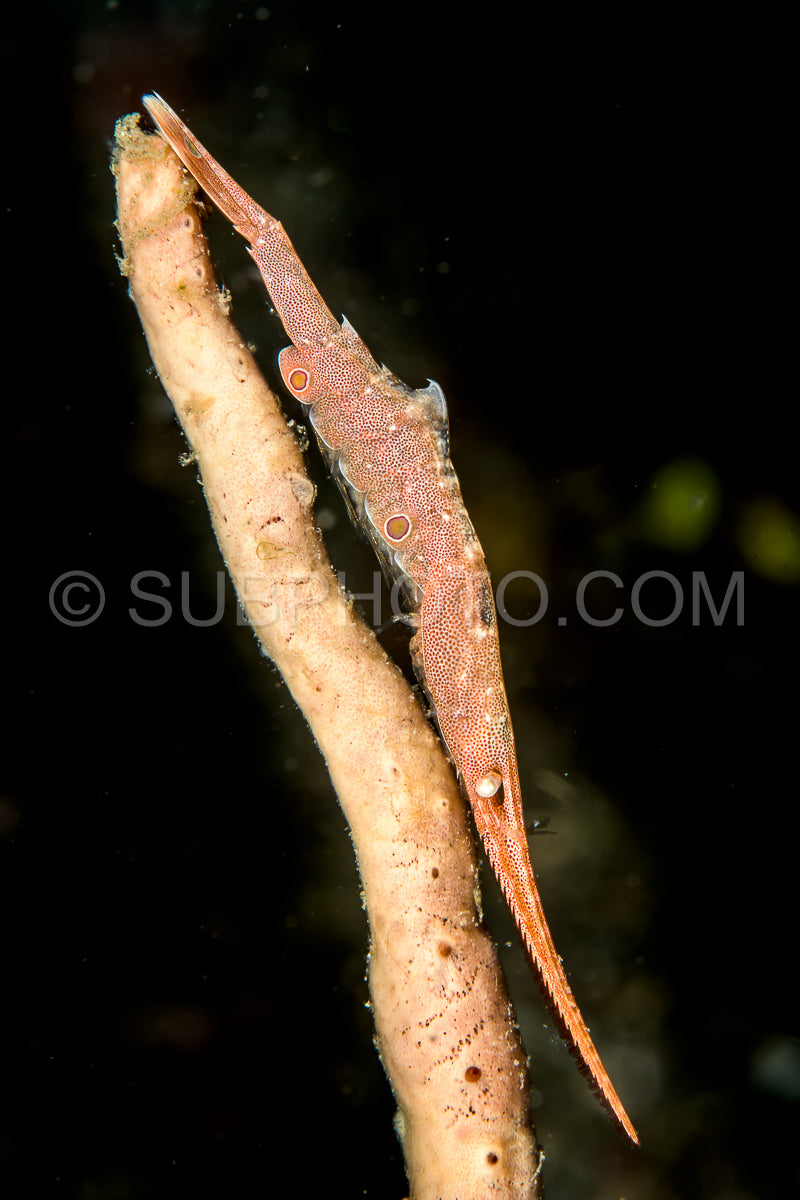 Photo de crevette tozeuma ocellée