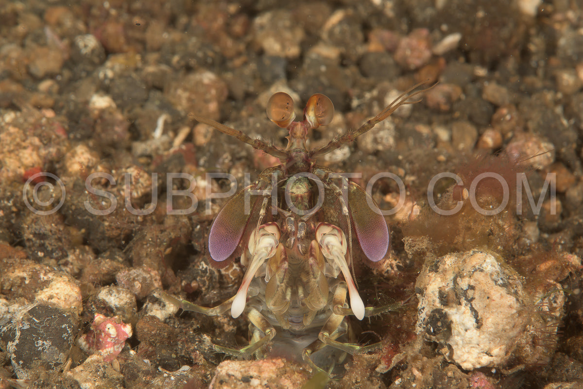 Photo de crevette-mante à bec court