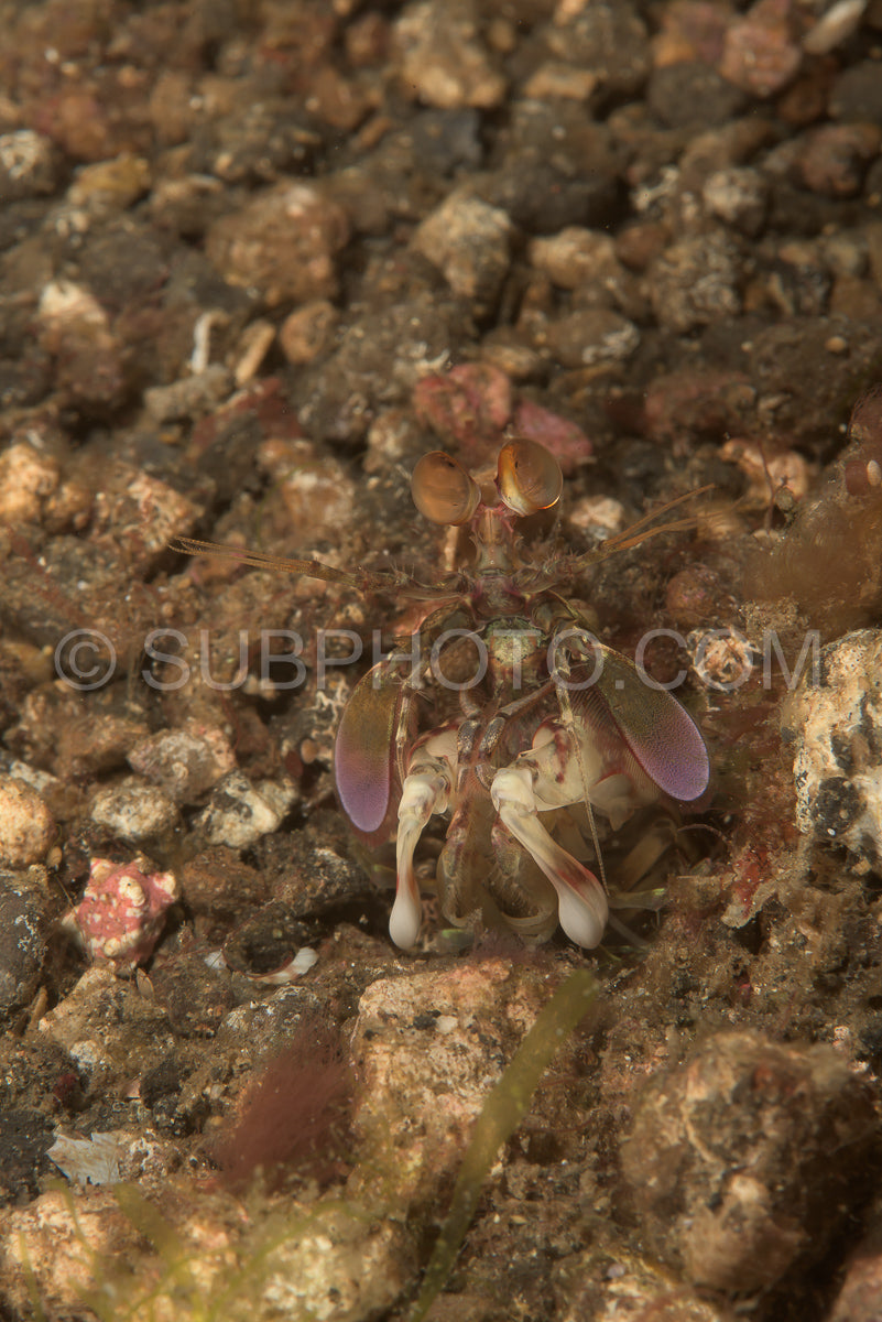 short beak mantis shrimp