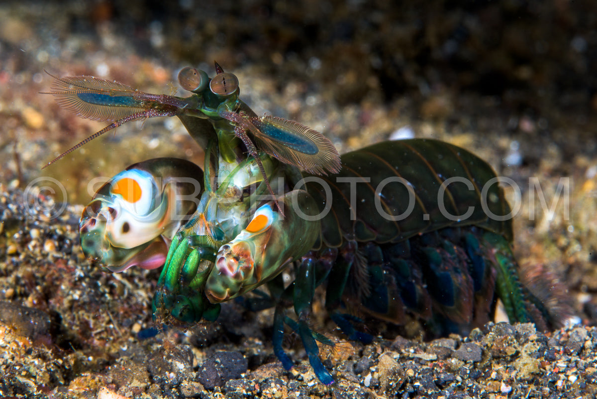 Photo de Curieuse crevette-mante dans le détroit de Lembeh - Indonésie