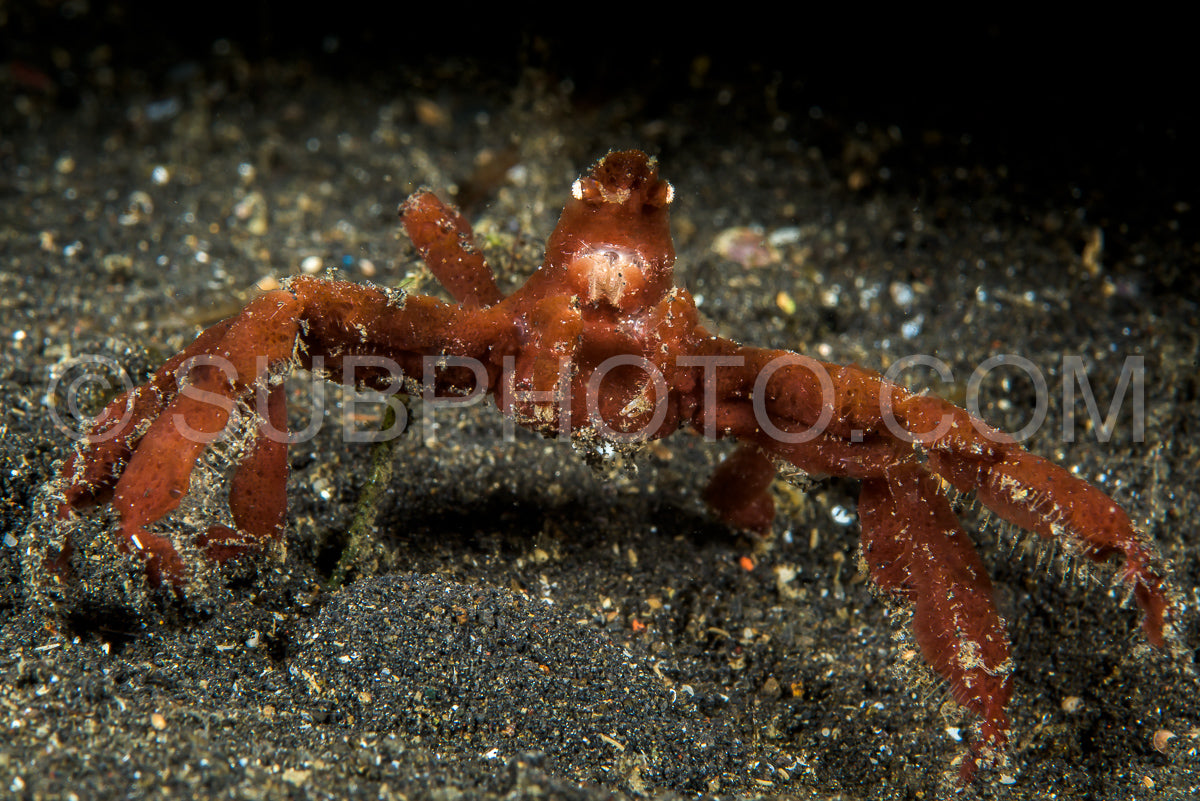 Photo de crabe orang-outan sur le sable