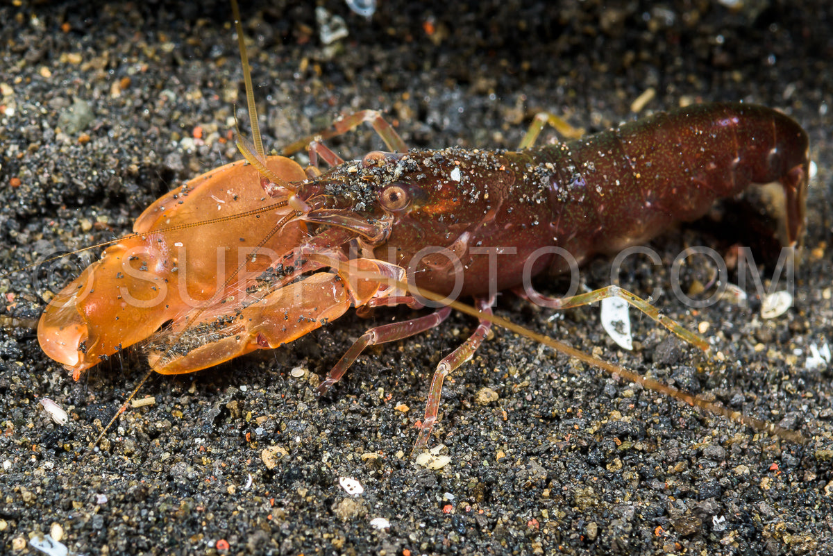 undescribed snaping shrimp