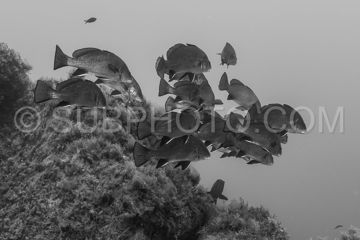 Photo de banc de poissons corbs foncés sur un champ d'algues marines
