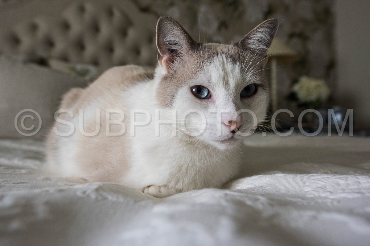 Photo de Chat blanc aux yeux bleus se reposant sur un lit