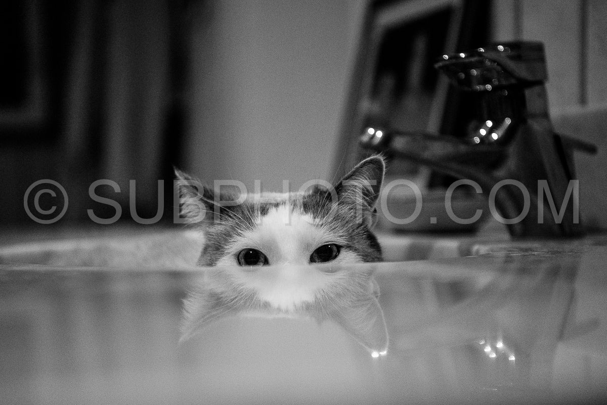 White cat hiding in a sink