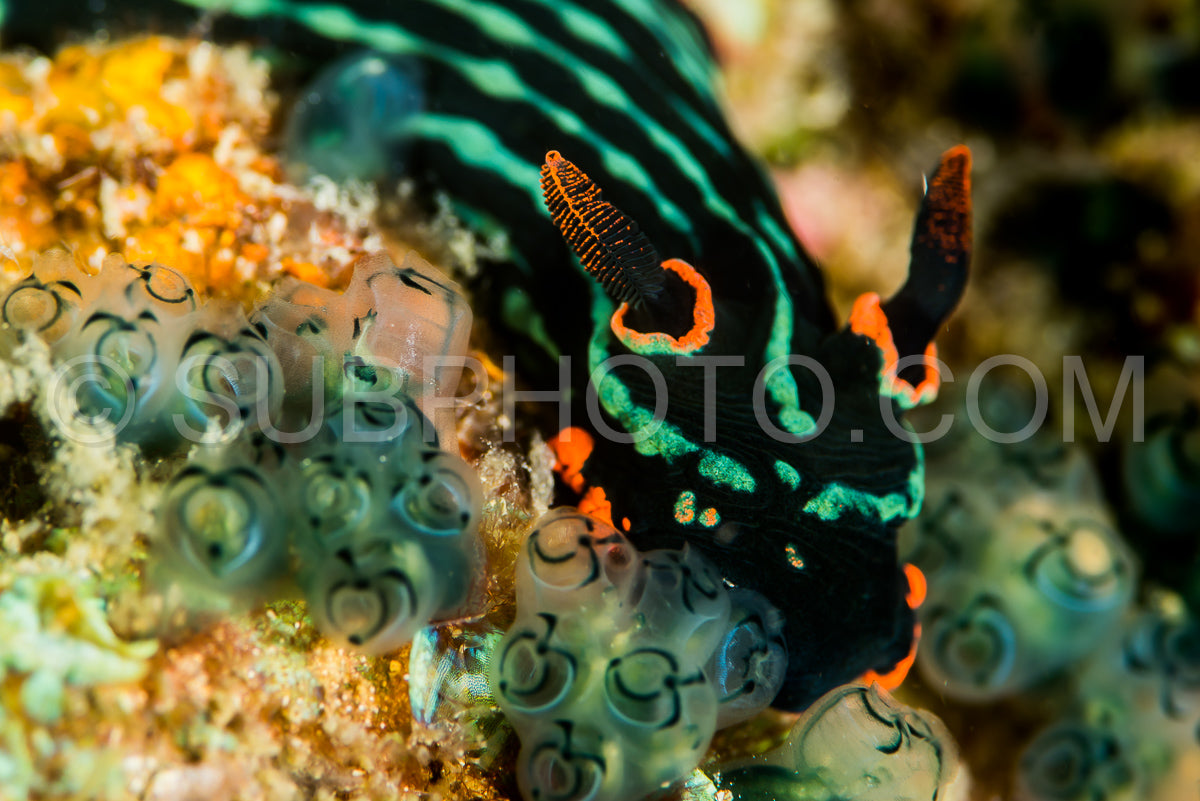 Photo de nudibranche nembrotha kubaryana Bergh