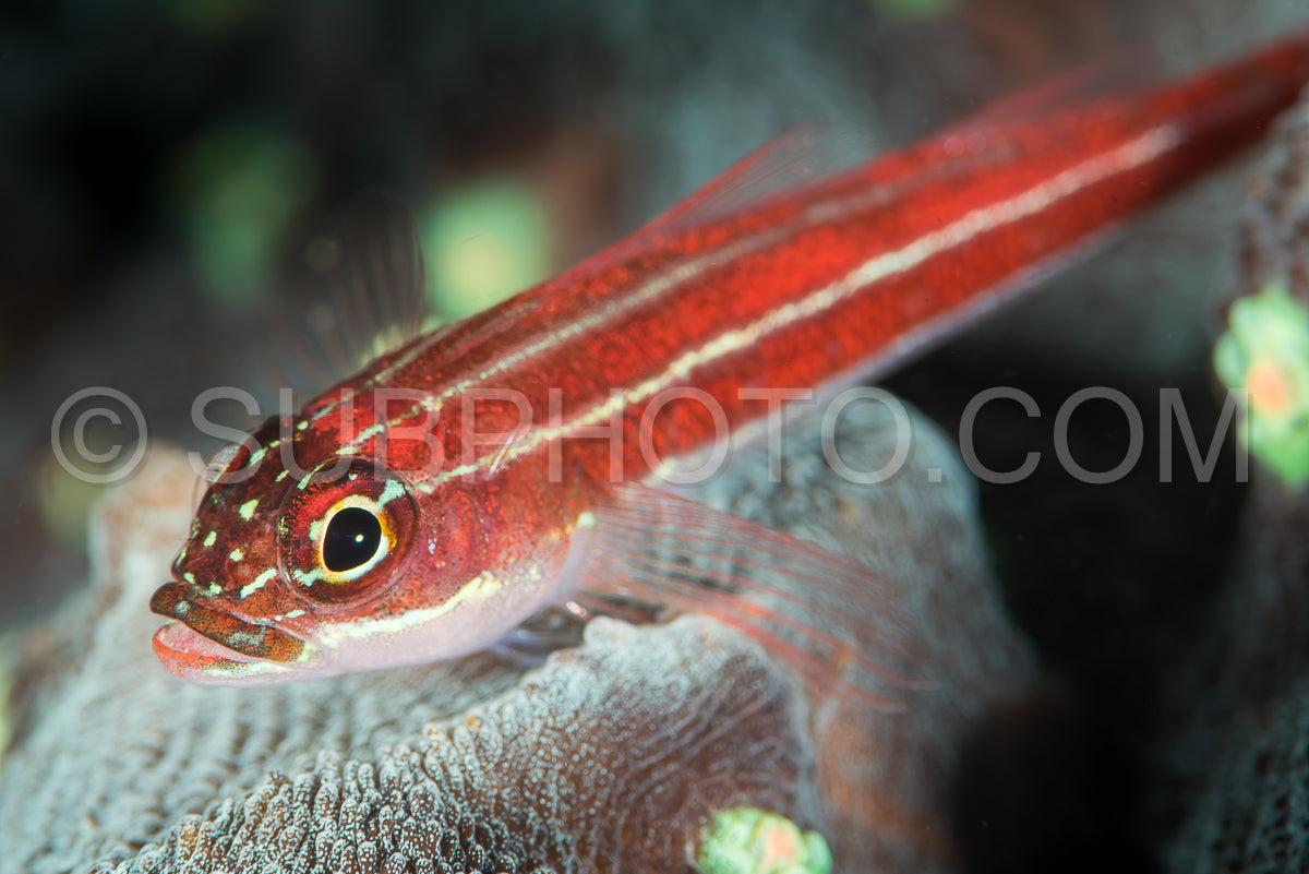 striped triplefin on a reef
