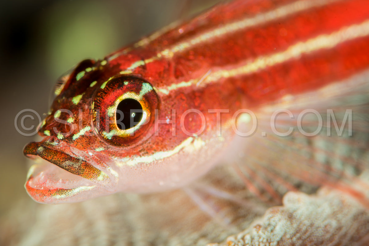 Photo de triplé rayé sur un récif