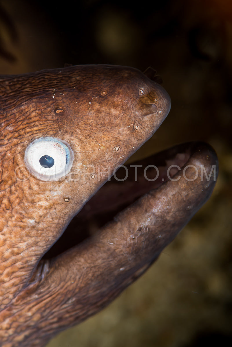White-eyed moray