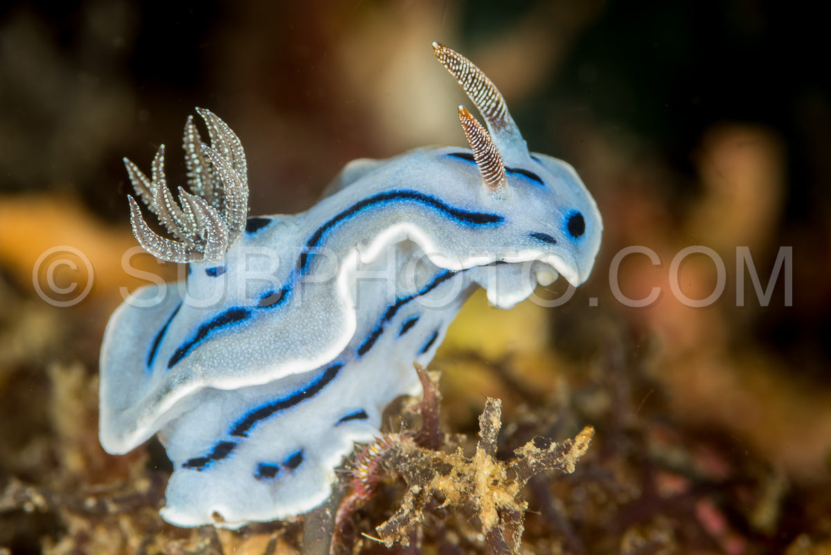 Photo de nudibranche chromodoris willani Rudman