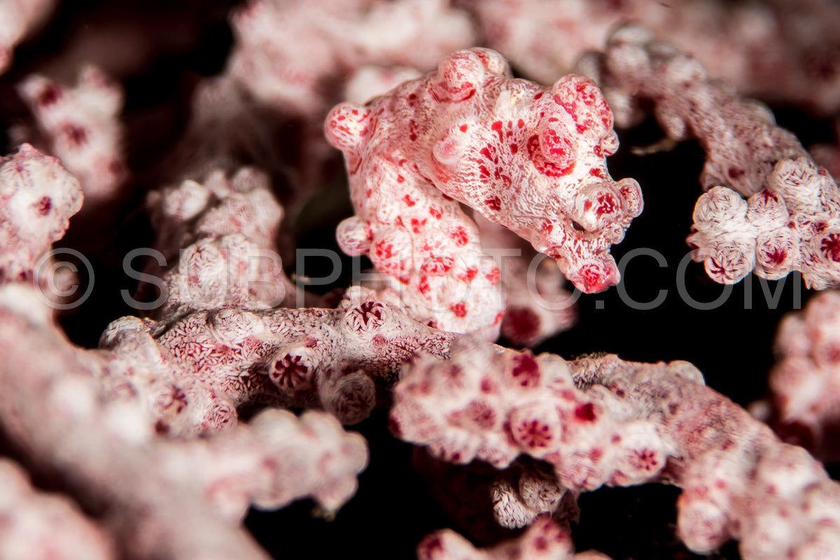 pygmy seahorse hippocampus bargibanti on a sea fan