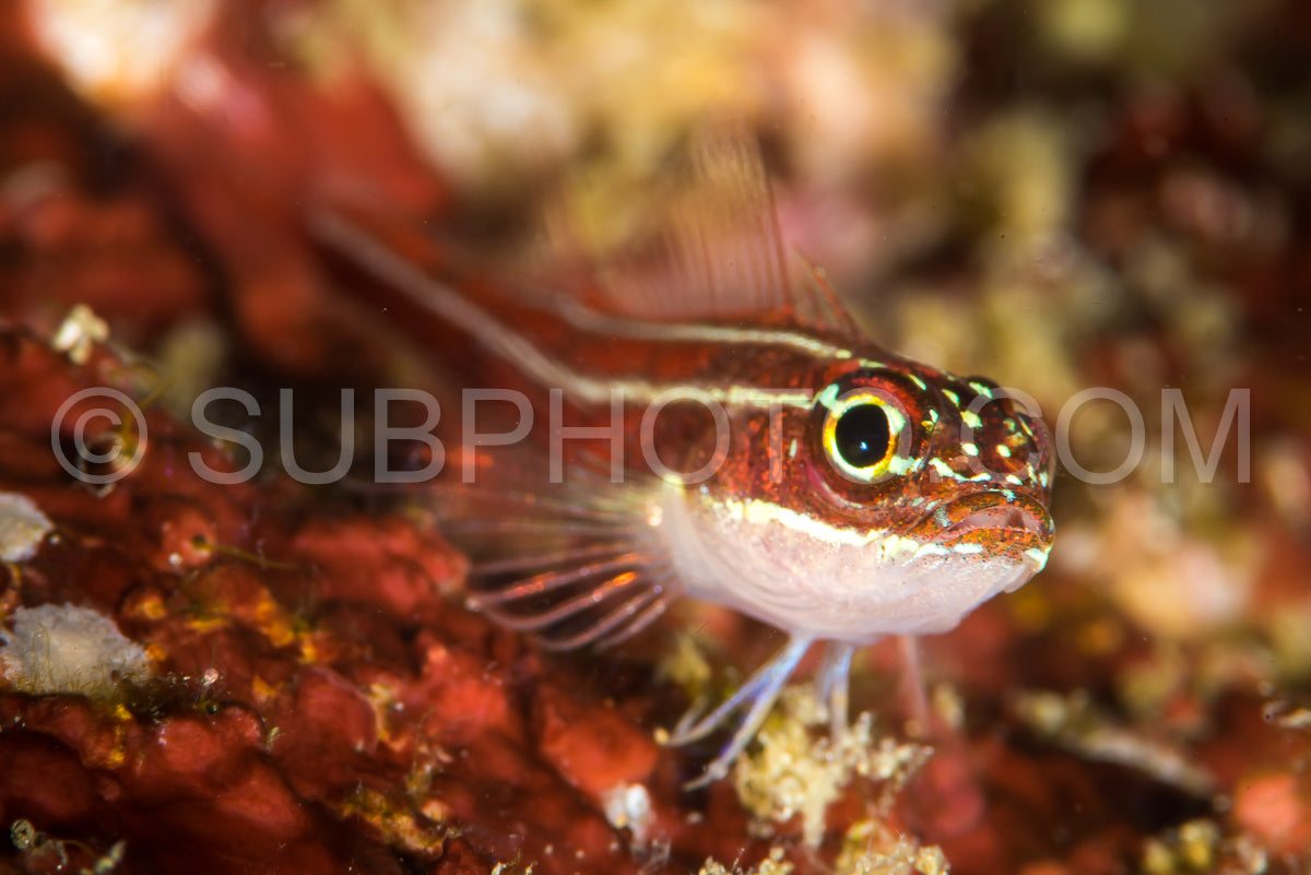 Photo de triplé rayé sur un récif