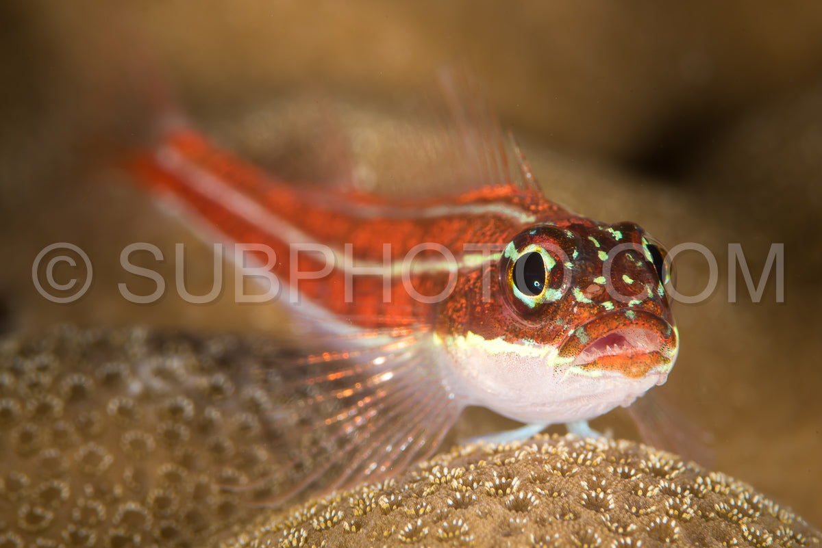 striped triplefin on a reef