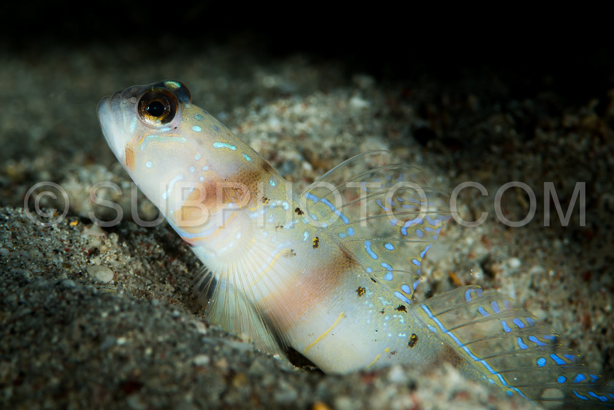 Photo de crevette tapertailgoby goby sur une pente sablonneuse