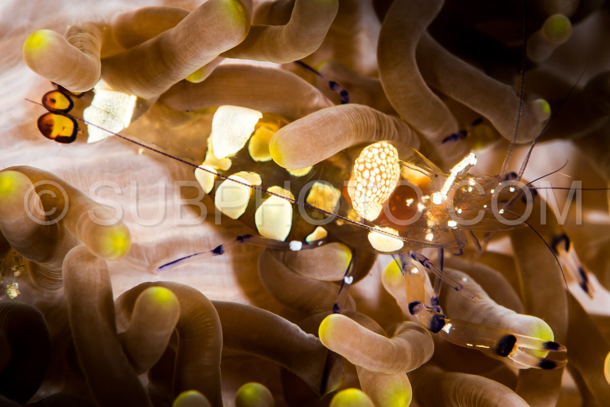 peacock-tail anemone commensal shrimp