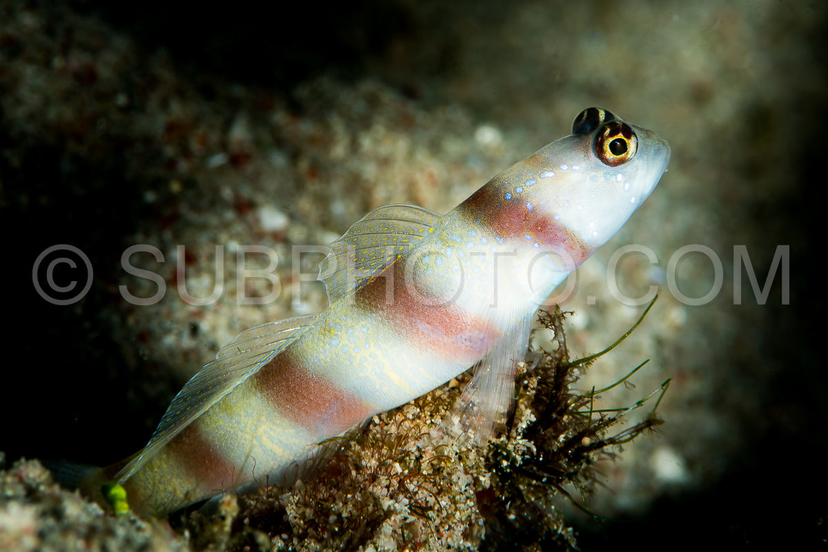 steinitz shrimpgoby goby on a sandy slope