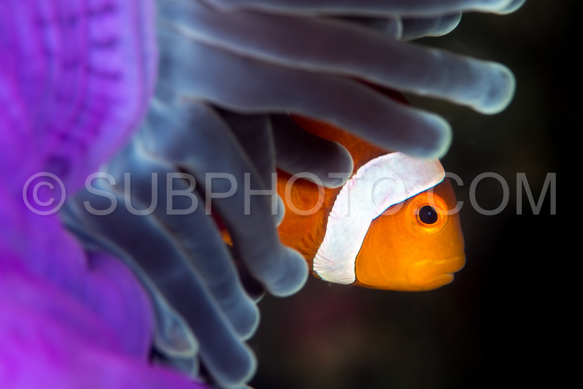 Photo de faux poisson-anémone dans une anémone pourpre