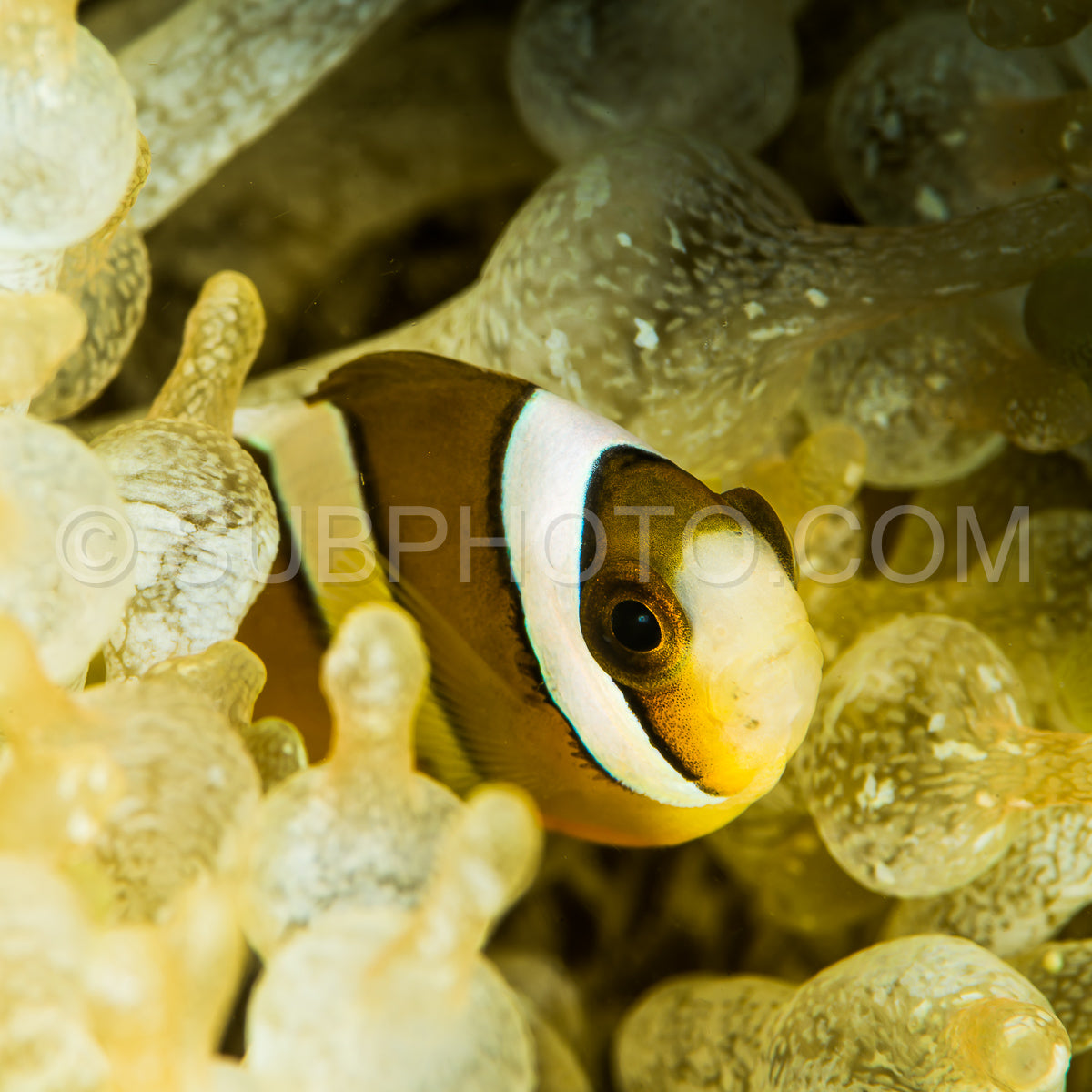 Photo de clark anemonefish clownfish